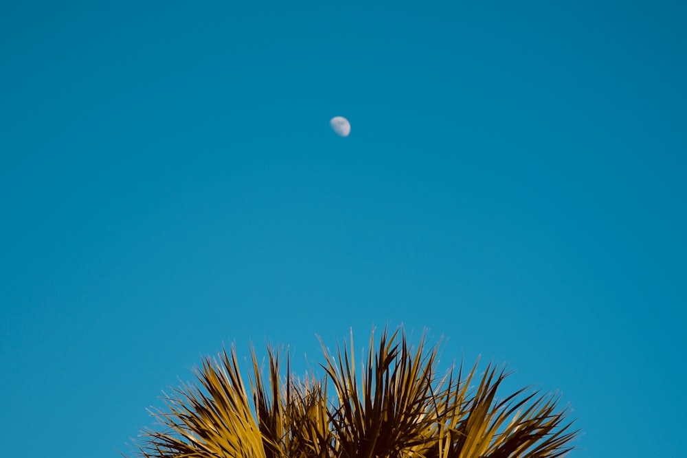 moon during daytime