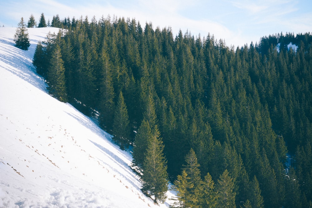 photo of green pine trees covered by snow