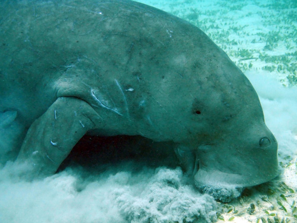 水中の灰色の動物