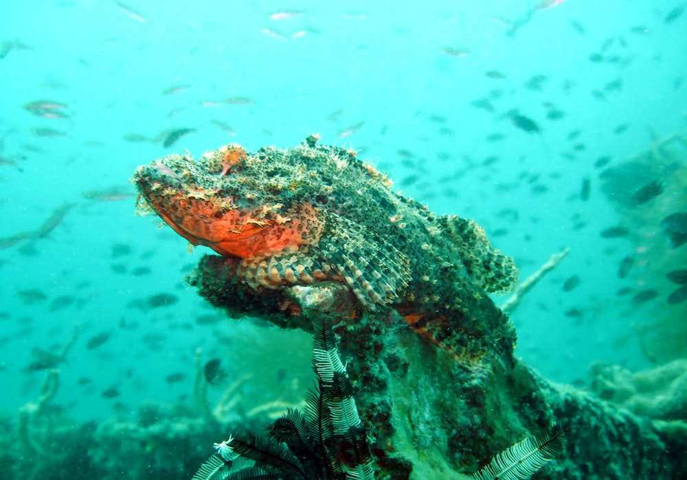 underwater photography of gray and orange fish