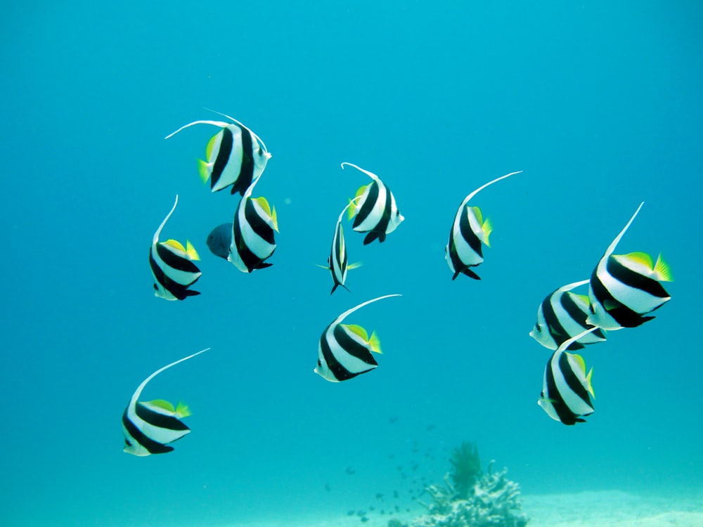 foto de closeup de dez peixes de estimação