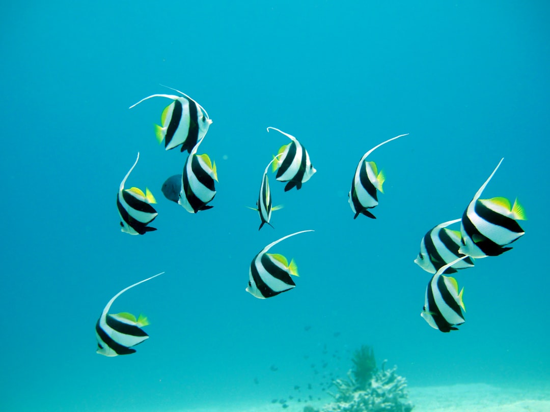 closeup photo of ten pet fish, In clear water these lovely fish just swim very close to you and they are so beautiful to