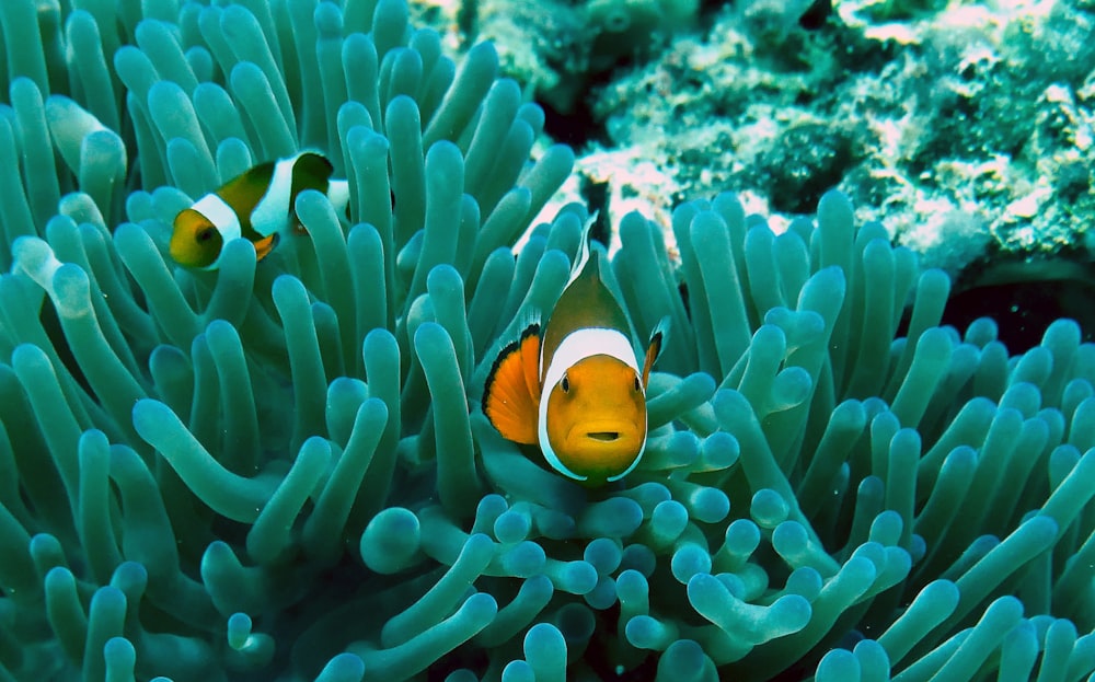 clown fish on gray anemone