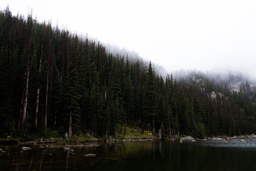 green forest