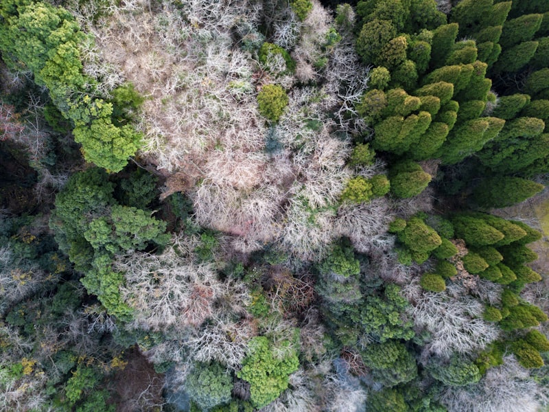 Aerial view of a forest with a lake