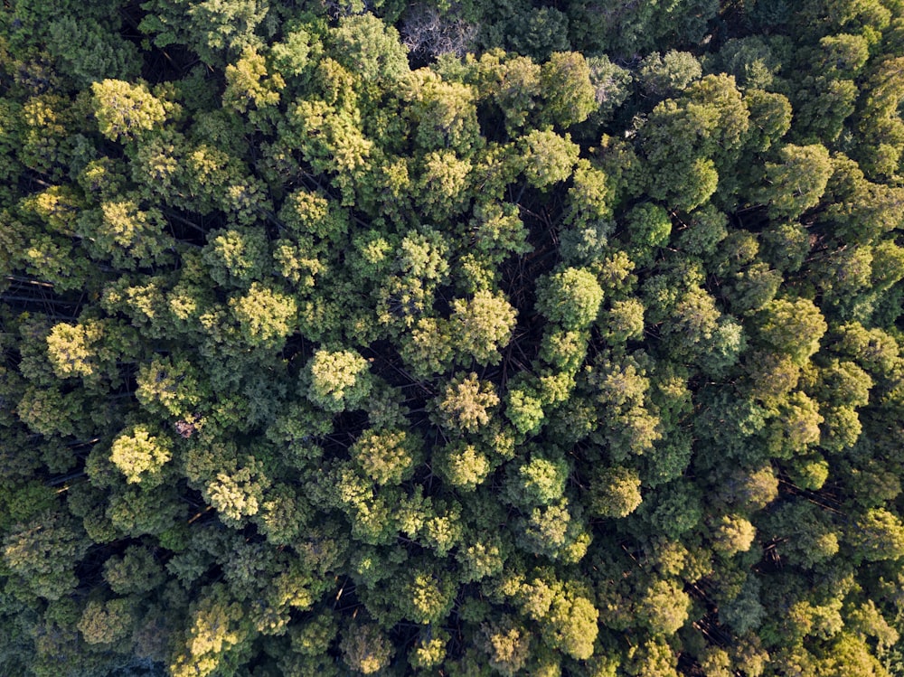 bird's eye view of forest trees