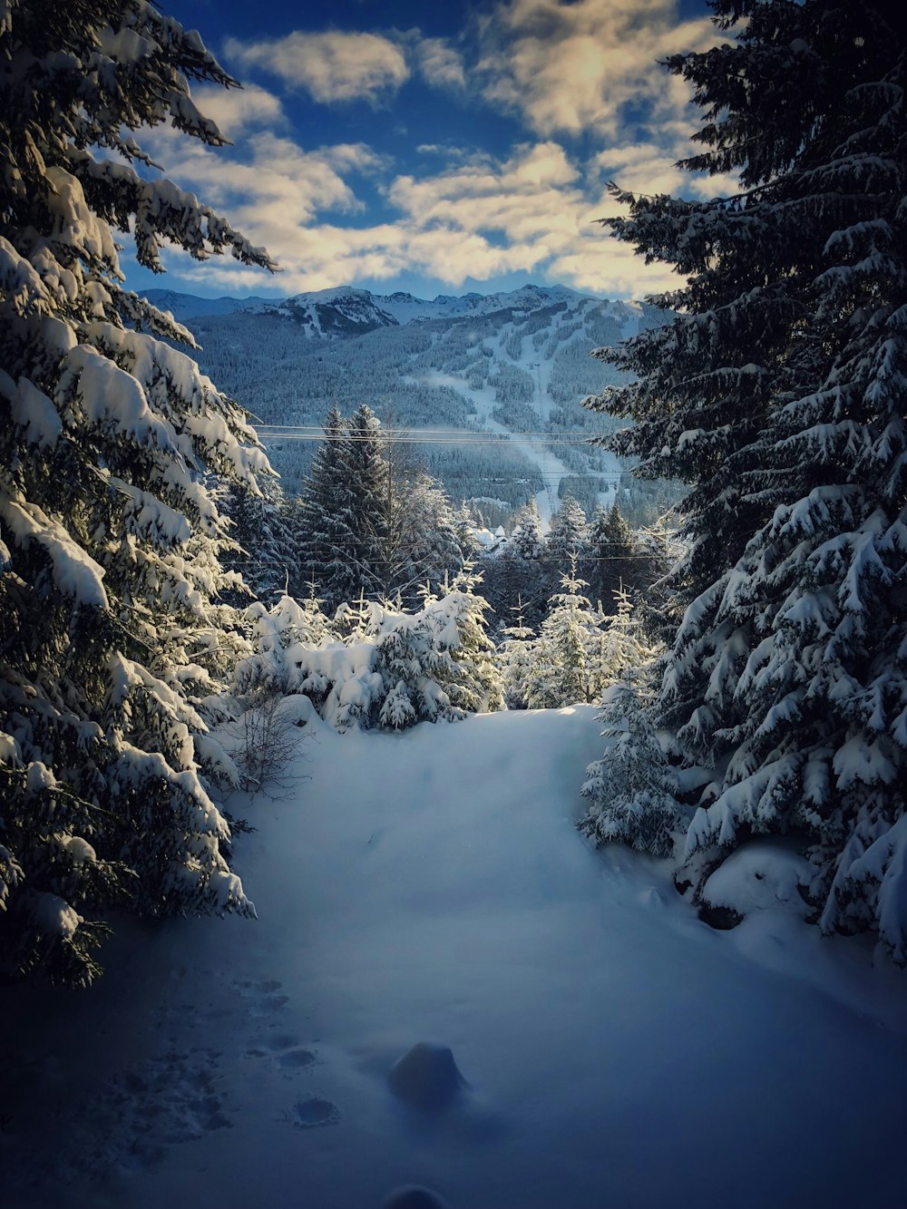 日中の雪に覆われた森の写真撮影