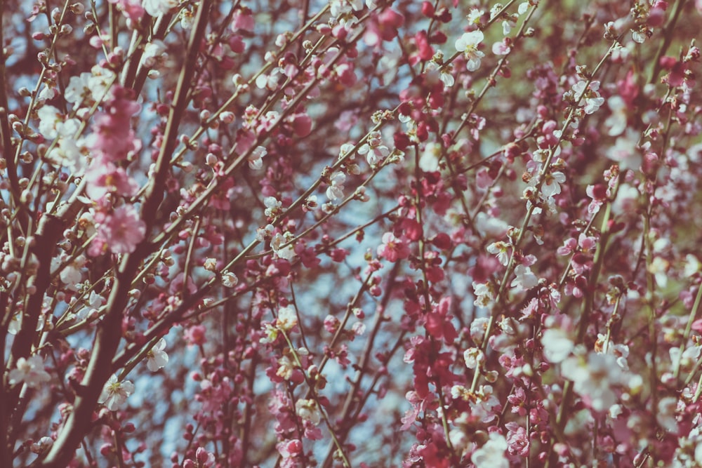 pink flowers in macro lens photography