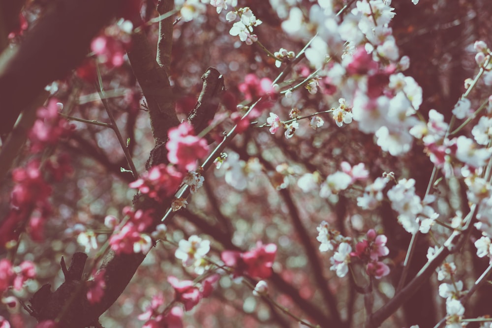 closeup photo of white and pink petaled flowers