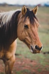 wildlife photography of brown horse