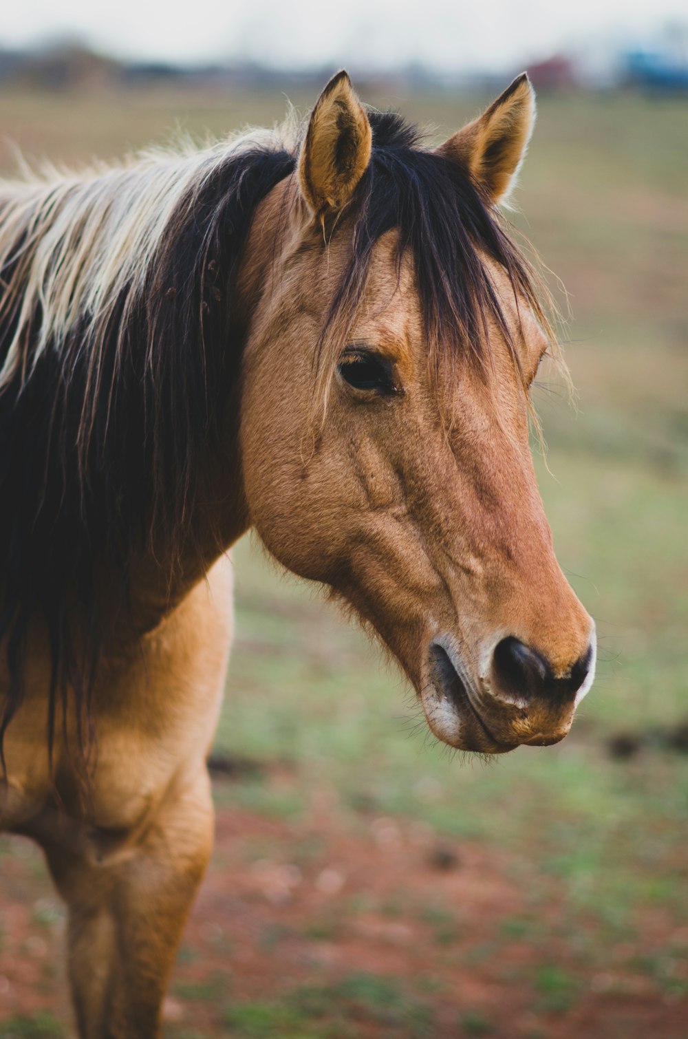 茶色の馬の野生動物の写真