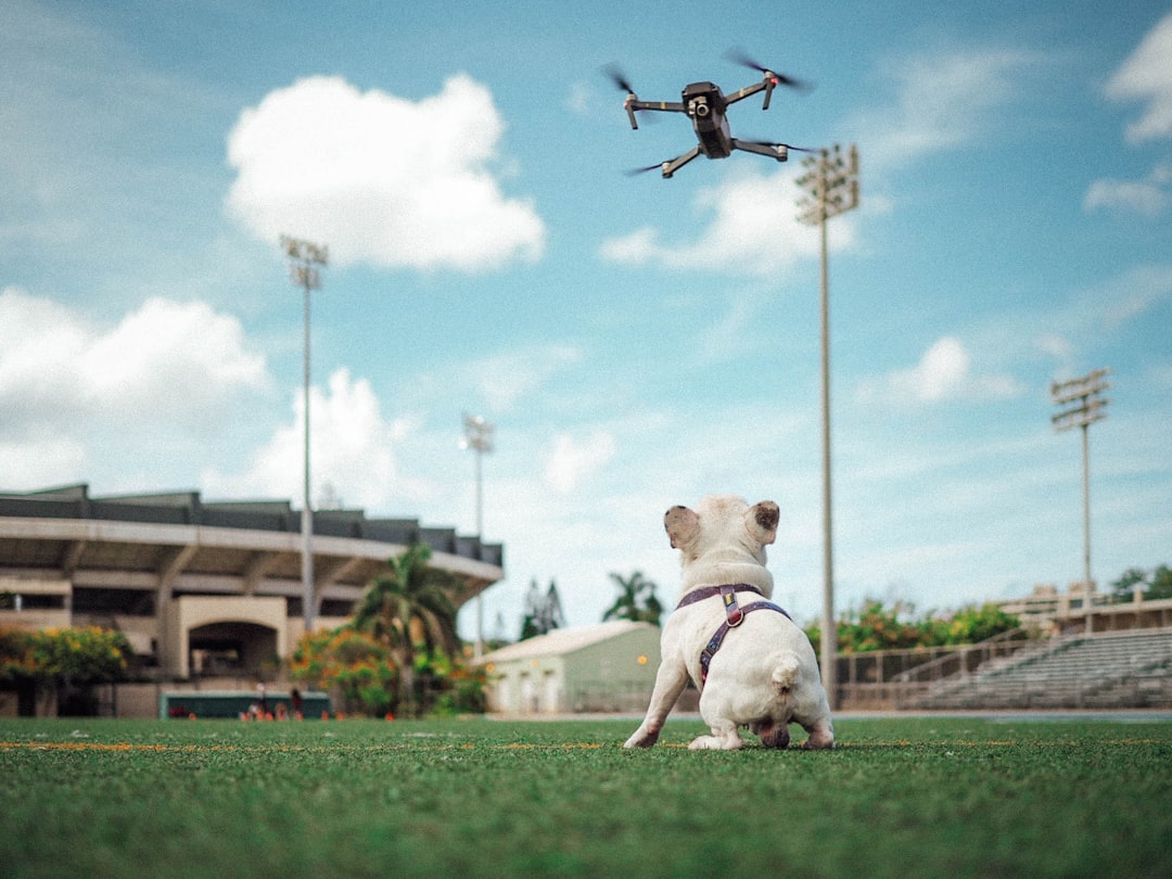 short-coated white dog staring at flying drone