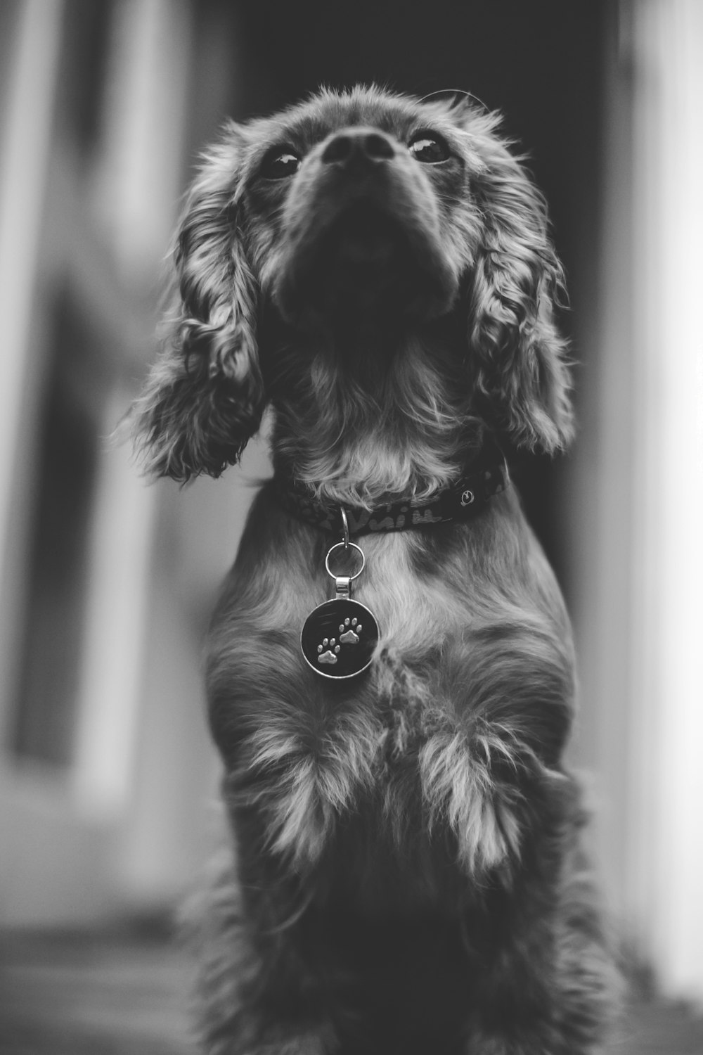 greyscale photo of short-coated dog