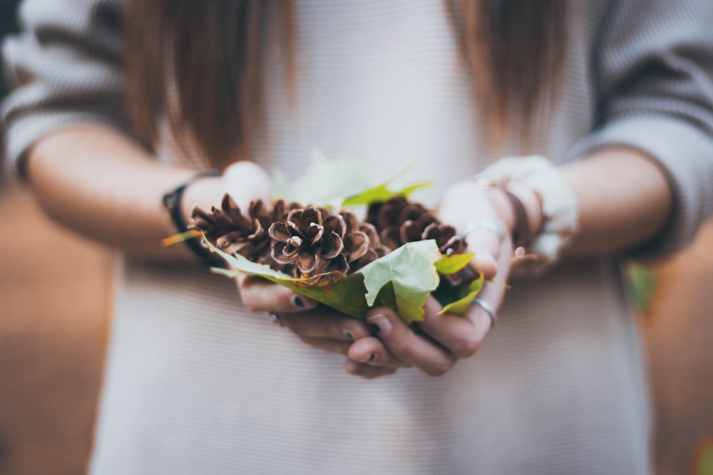 person holding pinecones