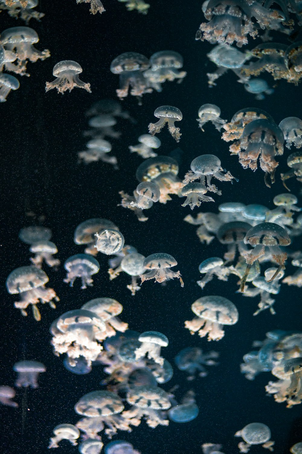 photo of jelly fish