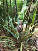 A pineapple plant growing in a natural setting, with a ripe pineapple fruit situated above the sharp, long, and narrow green leaves. The background contains blurred foliage, showcasing a lush, green environment.