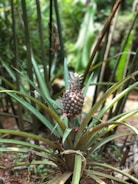A pineapple plant growing in a natural setting, with a ripe pineapple fruit situated above the sharp, long, and narrow green leaves. The background contains blurred foliage, showcasing a lush, green environment.