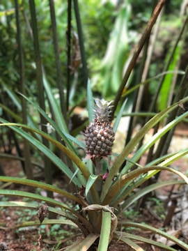 A pineapple plant growing in a natural setting, with a ripe pineapple fruit situated above the sharp, long, and narrow green leaves. The background contains blurred foliage, showcasing a lush, green environment.
