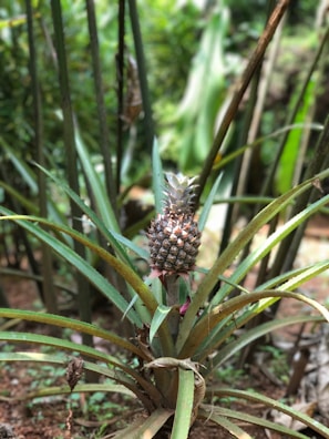 A pineapple plant growing in a natural setting, with a ripe pineapple fruit situated above the sharp, long, and narrow green leaves. The background contains blurred foliage, showcasing a lush, green environment.