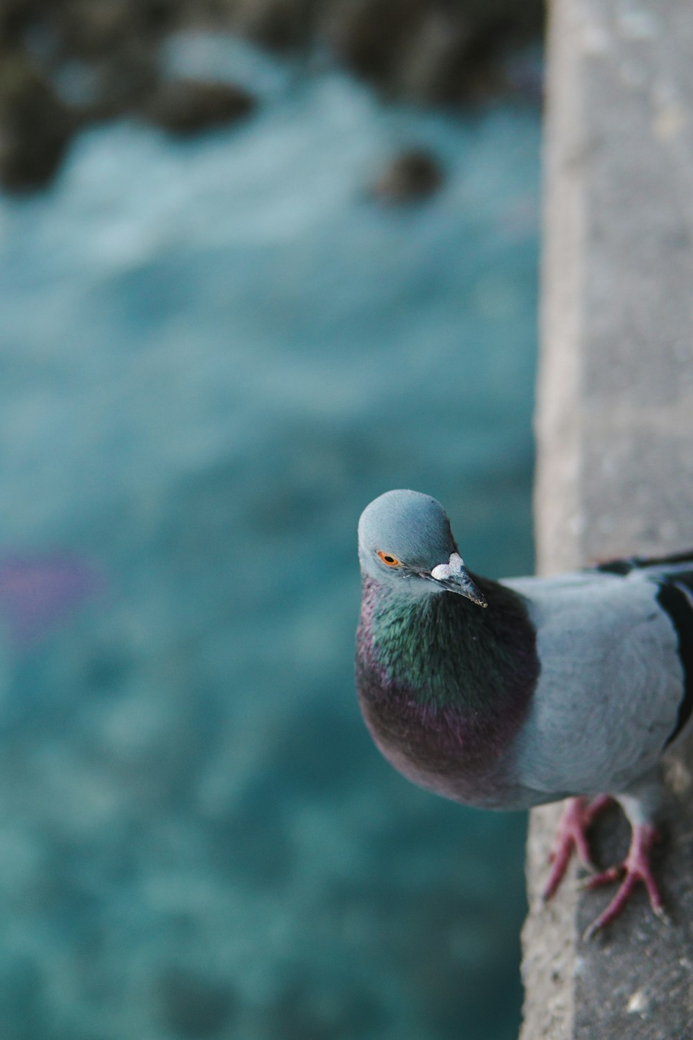 pigeon sur porche en béton gris