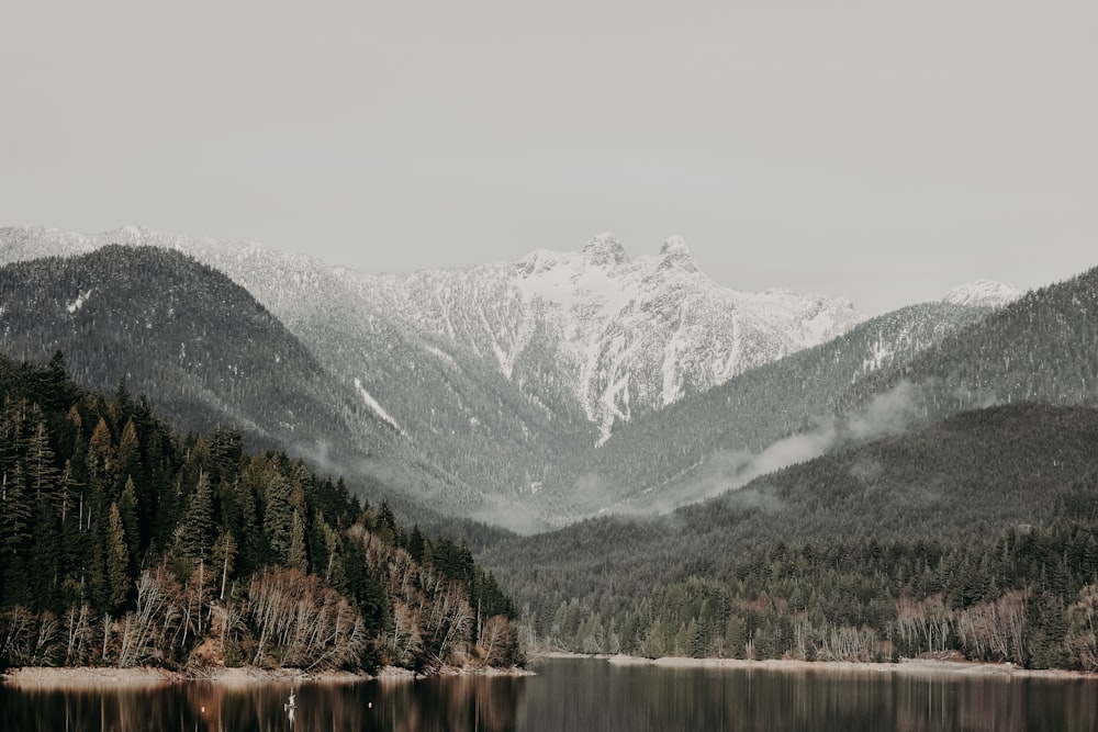 scenery of trees and mountain