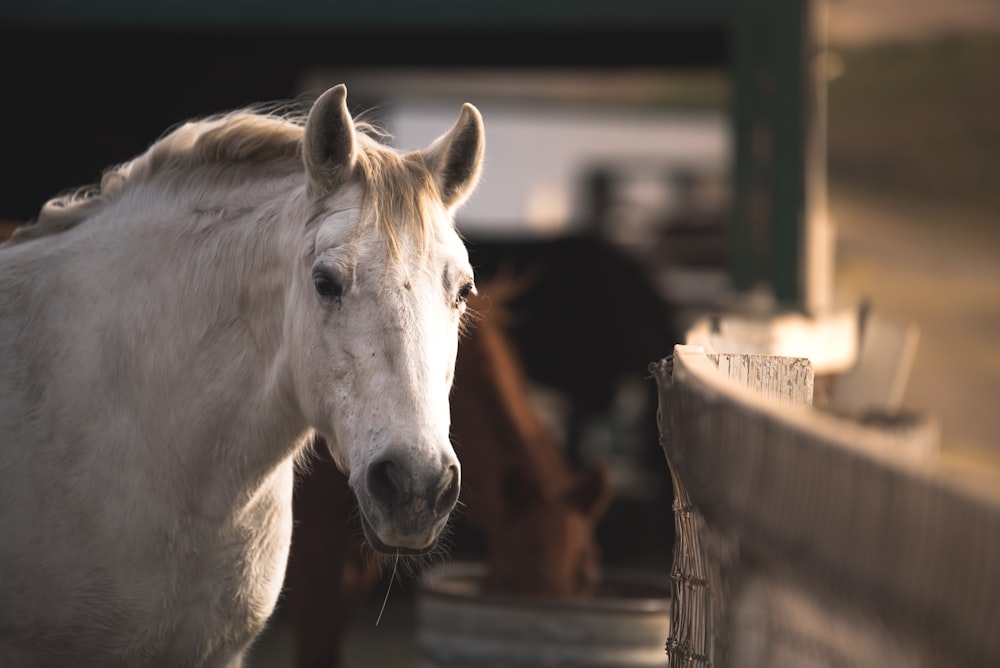 white horse