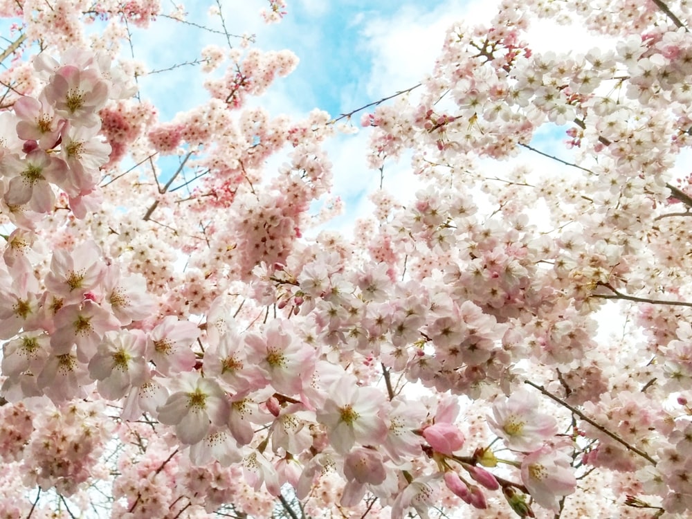 pink petaled flowers