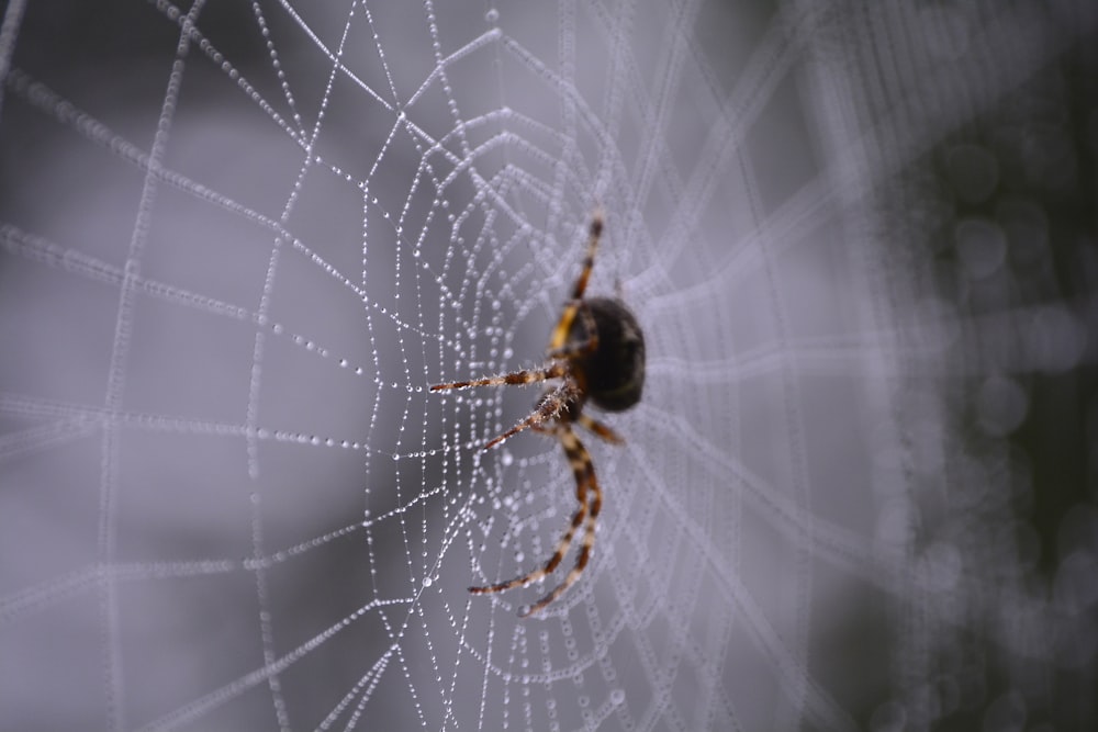 Fotografia macro de aranha preta e marrom na teia