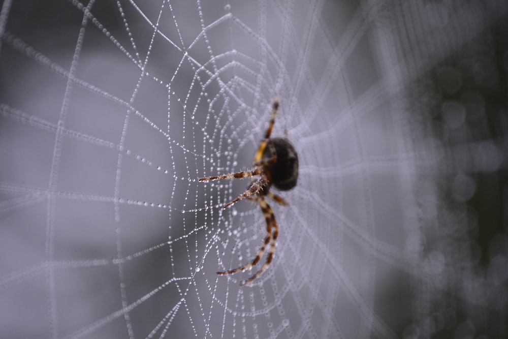 Fotografía macro de araña negra y marrón en la telaraña