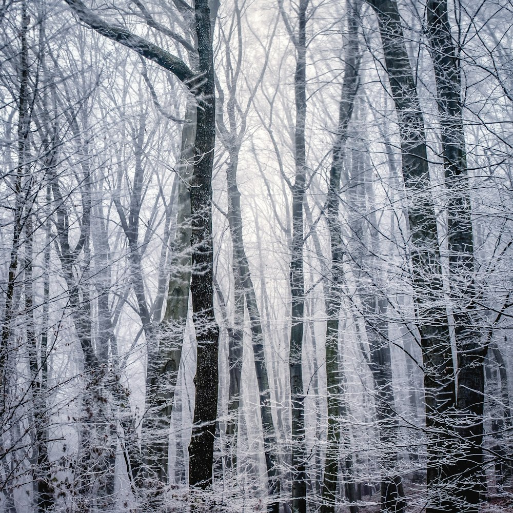 Photographie en niveaux de gris d’arbres