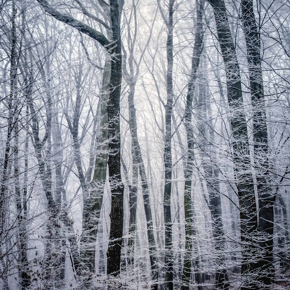 grayscale photography of trees