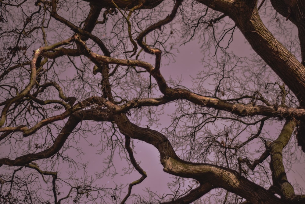 Fotografía de ángulo bajo de un árbol