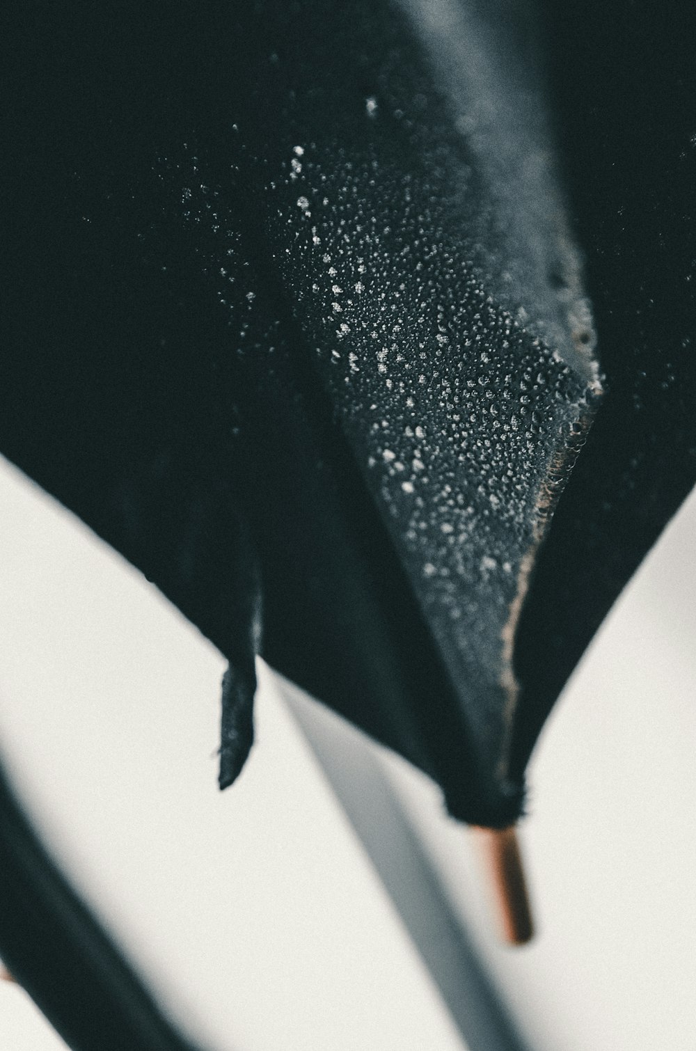 black umbrella