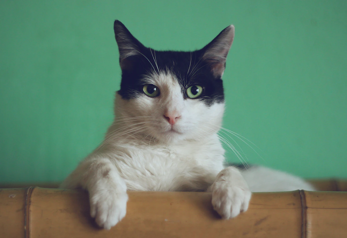 Tuxedo Cat cat portrait