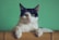 black and white cat lying on brown bamboo chair inside room