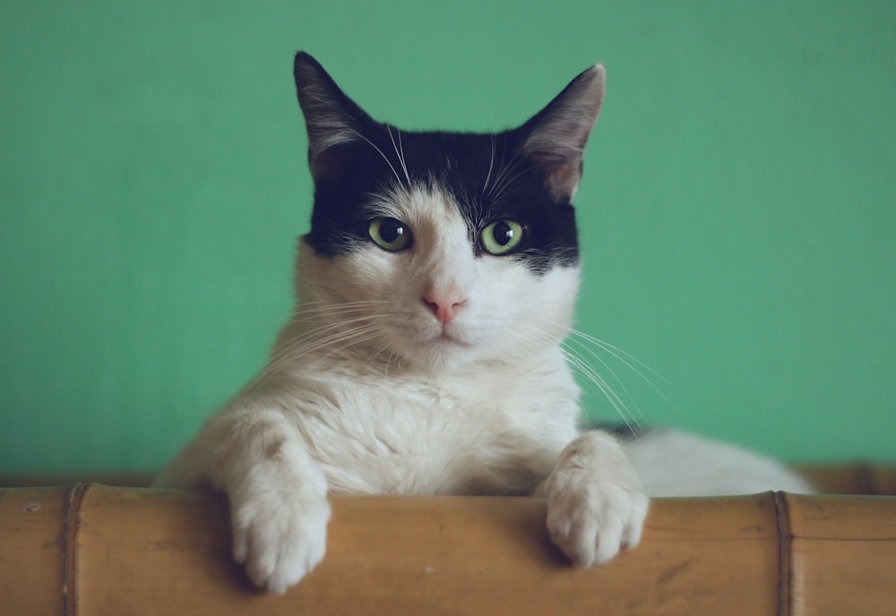 gatto in bianco e nero sdraiato su una sedia di bambù marrone all'interno della stanza