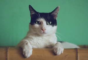 Gato adorable