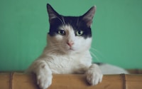 black and white cat lying on brown bamboo chair inside room