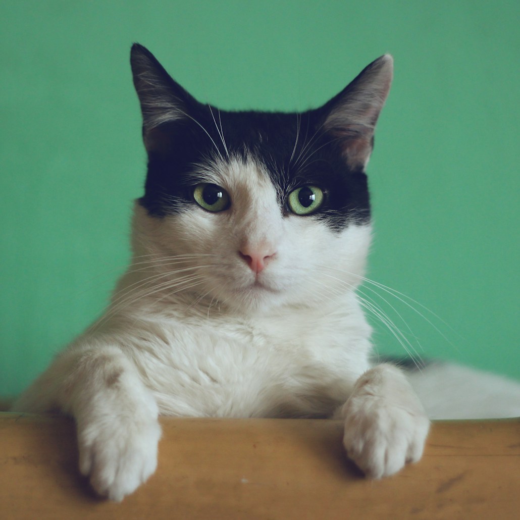 black and white cat lying on brown bamboo chair inside room