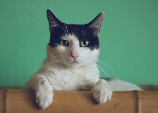 black and white cat lying on brown bamboo chair inside room