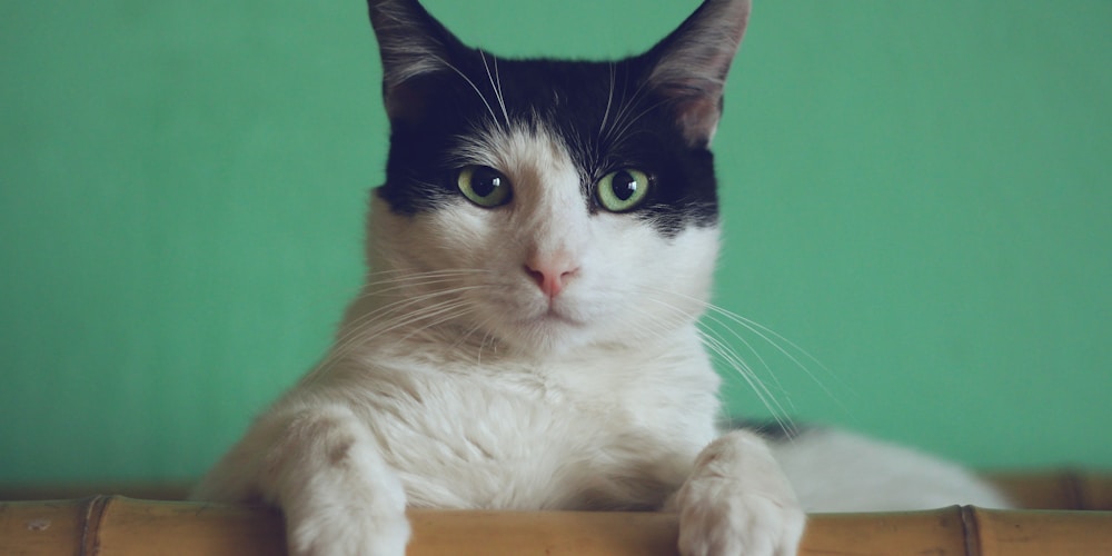 Close-up of a domestic cat's face showing different fur patterns