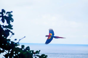 A vibrant parrot with detailed feathers flying over tropical fruit trees under a sunny sky.