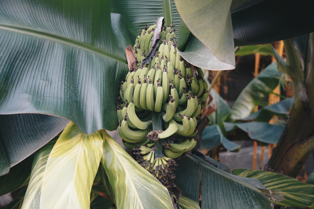 green banana tree