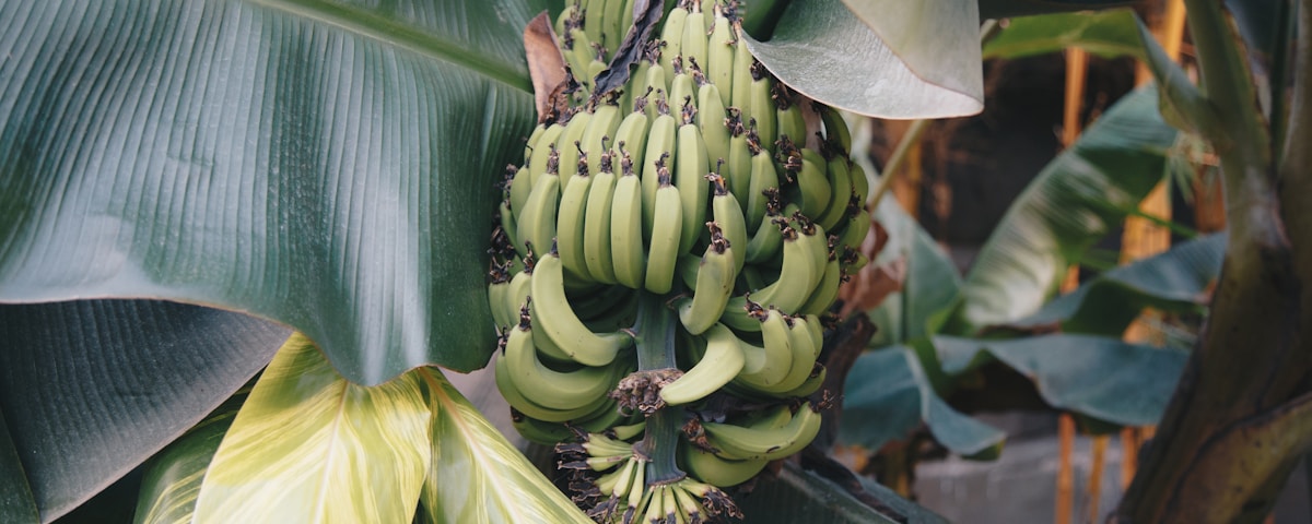 green banana tree