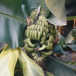 green banana tree