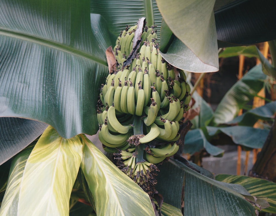 green banana tree