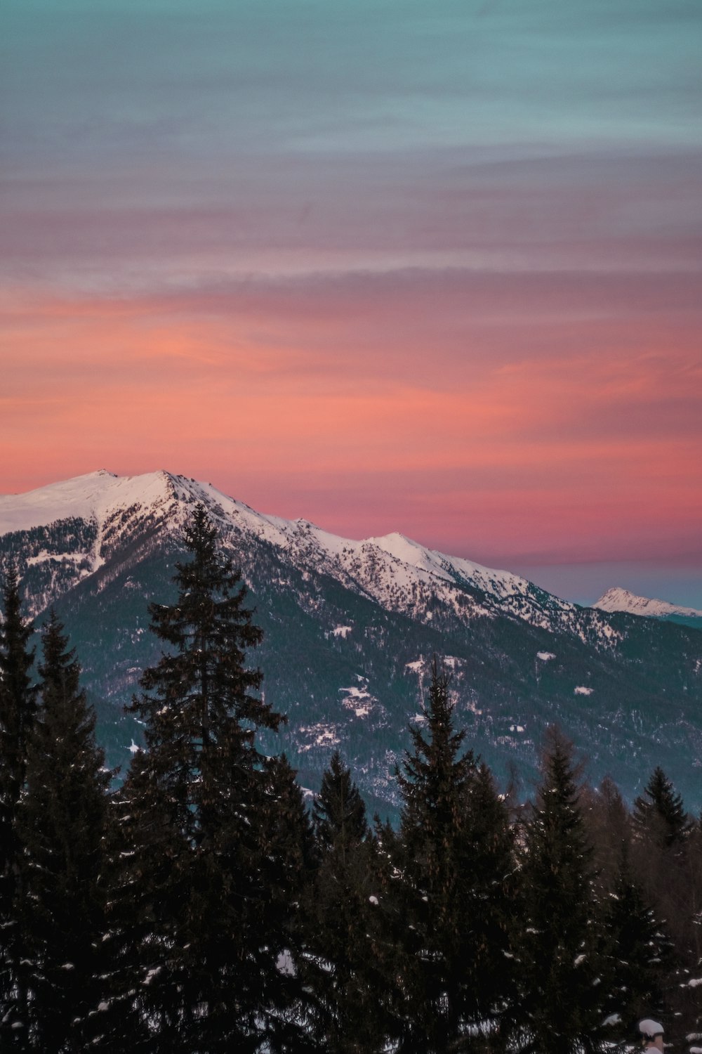 pine trees near snow mountain during golden hour