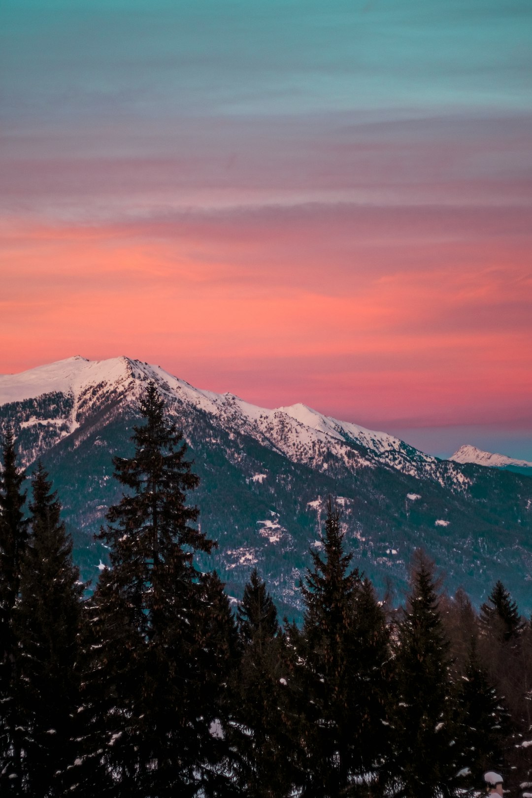 pine trees near snow mountain during golden hour