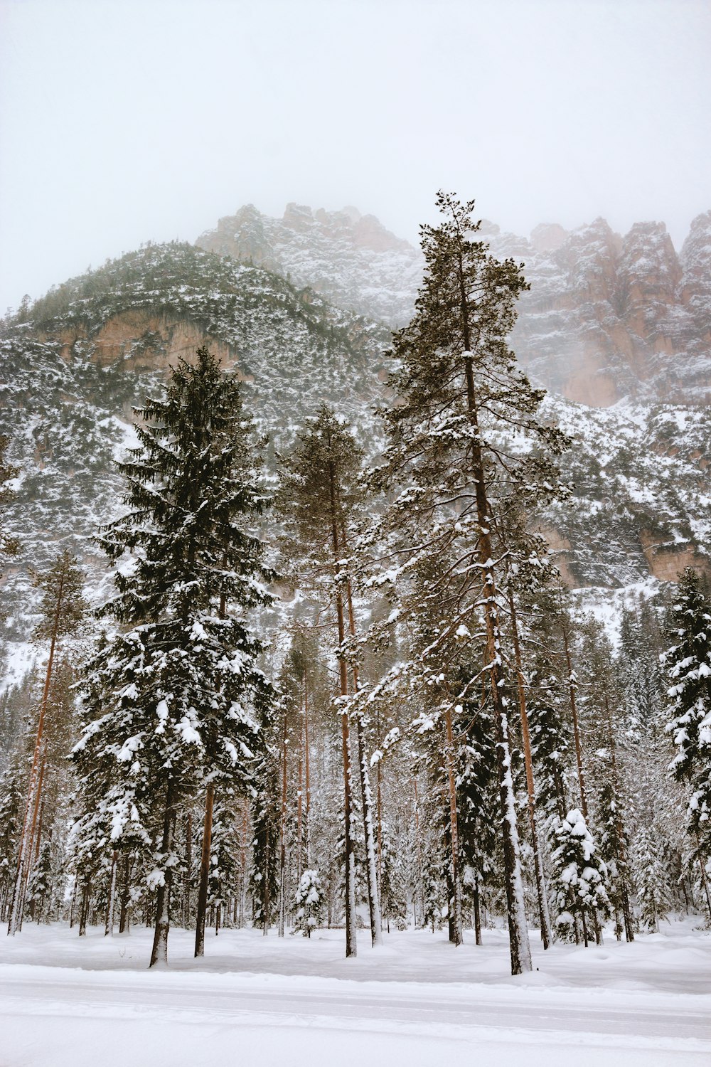 雪に覆われた木々のローアングル写真