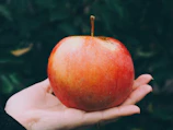 Close-up of a hand gently holding a perfectly ripe apple, highlighting texture.